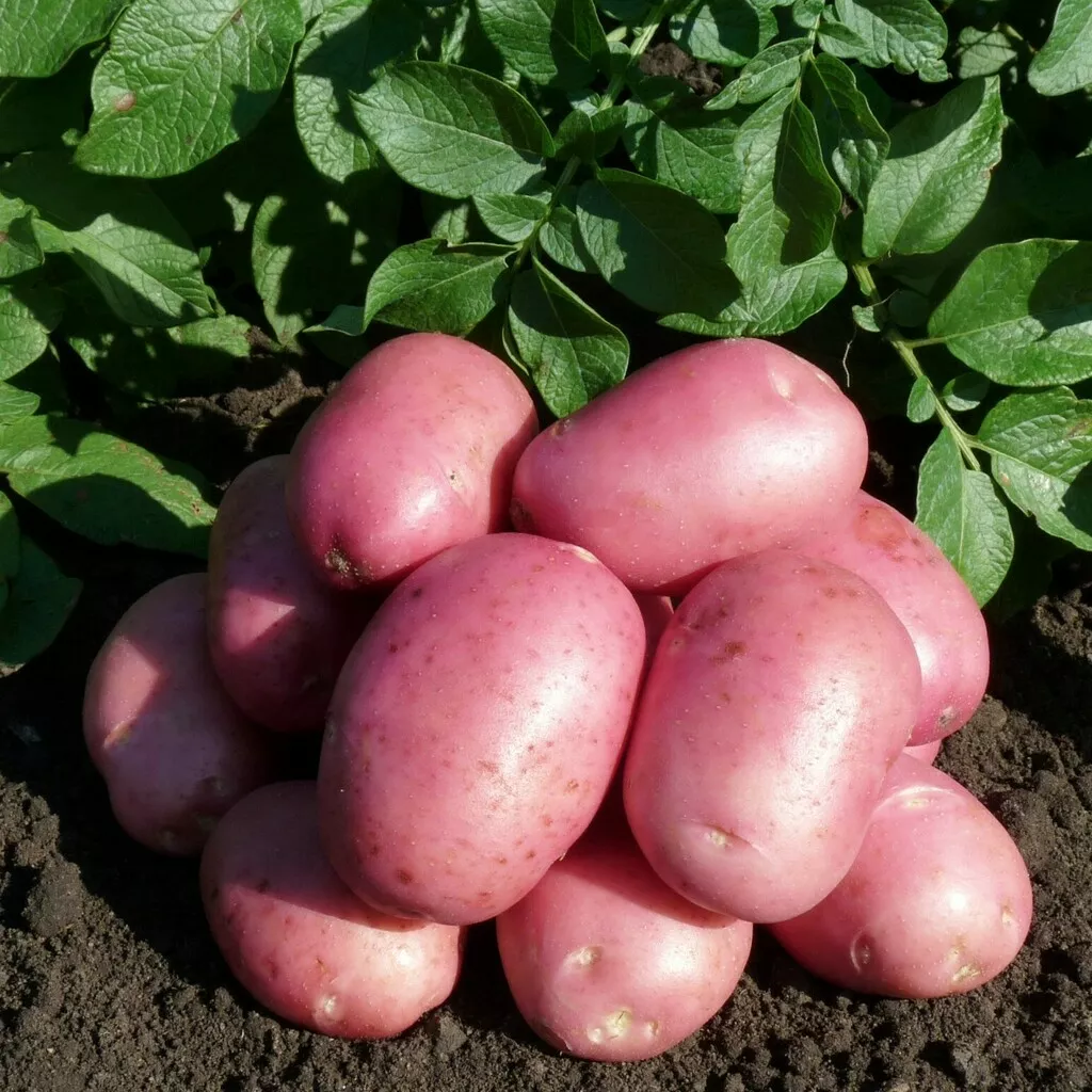 семенной картофель в Владимире и Владимирской области