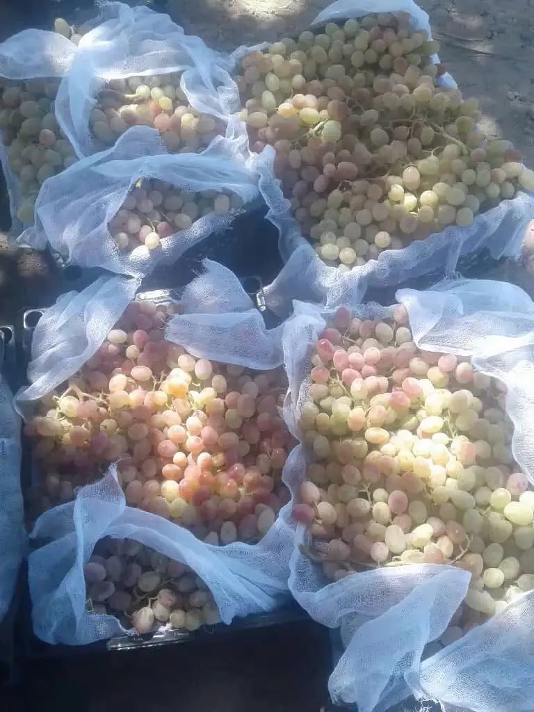 продажа винограда Тойфи в Вязниках
